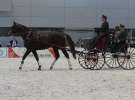 CAVALIADA 2013 w Poznaniu