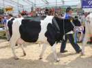 Superchampioni i championi Śląskiej Wystawy Bydła Mlecznego Opolagra 2011