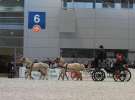 CAVALIADA 2013 w Poznaniu