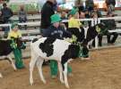 Mali Hodowcy VII Ogólnopolska Wystawa Bydła Hodowlanego w Sielinku 2012