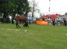 Wystawa Koni Sielinko 2011
