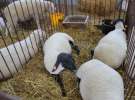 Zielone AGRO SHOW – POLSKIE ZBOŻA 2014 w Sielinku - niedziela