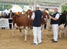 Prezentacja Championów na VII Ogólnopolskiej Wystawie Bydła Hodowlanego w Sielinku 2012