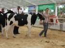 Wystawa bydła Sielinko 2011