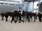 CAVALIADA 2013 w Poznaniu