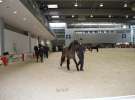CAVALIADA 2013 w Poznaniu