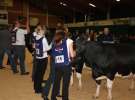 Wystawa  Blickpunkt Rind 2013 w miejscowości Paaren/Glien (Niemcy)