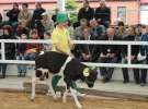 Mali Hodowcy VII Ogólnopolska Wystawa Bydła Hodowlanego w Sielinku 2012