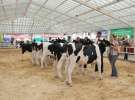 Wystawa bydła Sielinko 2011
