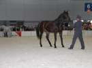 CAVALIADA 2013 w Poznaniu