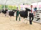 Wystawa bydła Sielinko 2011