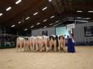 Wystawa  Blickpunkt Rind 2013 w miejscowości Paaren/Glien (Niemcy)