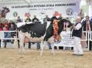 Prezentacja Championów na VII Ogólnopolskiej Wystawie Bydła Hodowlanego w Sielinku 2012