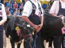 Młody Hodowca - Szepietowo 2012 XIX Regionalna Wystawa Zwierząt Hodowlanych