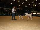 Wystawa  Blickpunkt Rind 2013 w miejscowości Paaren/Glien (Niemcy)
