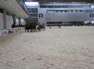 CAVALIADA 2013 w Poznaniu