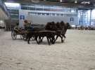CAVALIADA 2013 w Poznaniu