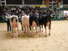 Wystawa  Blickpunkt Rind 2013 w miejscowości Paaren/Glien (Niemcy)