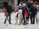 CAVALIADA 2013 w Poznaniu