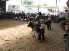 Młody Hodowca - Szepietowo 2012 XIX Regionalna Wystawa Zwierząt Hodowlanych