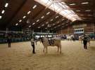 Wystawa  Blickpunkt Rind 2013 w miejscowości Paaren/Glien (Niemcy)