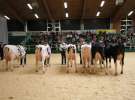 Wystawa  Blickpunkt Rind 2013 w miejscowości Paaren/Glien (Niemcy)