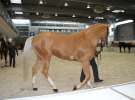 CAVALIADA 2013 w Poznaniu