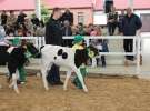 Mali Hodowcy VII Ogólnopolska Wystawa Bydła Hodowlanego w Sielinku 2012