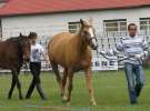 Wystawa Koni Sielinko 2011