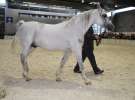 CAVALIADA 2013 w Poznaniu