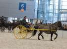 CAVALIADA 2013 w Poznaniu