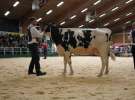 Wystawa  Blickpunkt Rind 2013 w miejscowości Paaren/Glien (Niemcy)