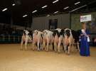 Wystawa  Blickpunkt Rind 2013 w miejscowości Paaren/Glien (Niemcy)