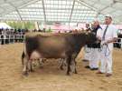 VII Ogólnopolska Wystawa Bydła Hodowlanego - Sielinko 2012