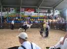 Młody Hodowca - Szepietowo 2012 XIX Regionalna Wystawa Zwierząt Hodowlanych