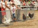 Zielone AGRO SHOW – POLSKIE ZBOŻA 2014 w Sielinku - niedziela