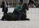 CAVALIADA 2013 w Poznaniu