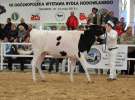 VII Ogólnopolska Wystawa Bydła Hodowlanego - Sielinko 2012