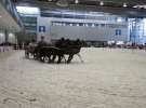 CAVALIADA 2013 w Poznaniu