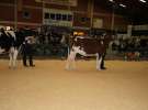 Wystawa  Blickpunkt Rind 2013 w miejscowości Paaren/Glien (Niemcy)