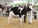 VII Ogólnopolska Wystawa Bydła Hodowlanego - Sielinko 2012