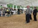 Mali Hodowcy VII Ogólnopolska Wystawa Bydła Hodowlanego w Sielinku 2012