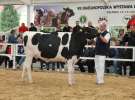 VII Ogólnopolska Wystawa Bydła Hodowlanego - Sielinko 2012