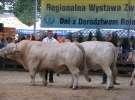 Bydło - Szepietowo 2012 XIX Regionalna Wystawa Zwierząt Hodowlanych