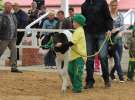 Mali Hodowcy VII Ogólnopolska Wystawa Bydła Hodowlanego w Sielinku 2012