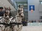 CAVALIADA 2013 w Poznaniu