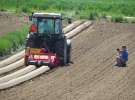 Agregat AUR2 i siewnik pneumatyczny MAX PNEUMATIC  w pracy
