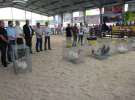 Drób - Szepietowo 2012 XIX Regionalna Wystawa Zwierząt Hodowlanych