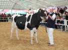 VII Ogólnopolska Wystawa Bydła Hodowlanego - Sielinko 2012