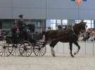 CAVALIADA 2013 w Poznaniu